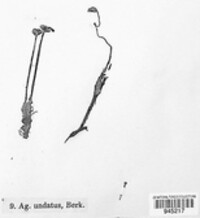 Rhizomarasmius undatus image